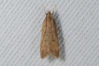 Helcystogramma lutatella
