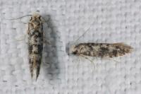 Infurcitinea