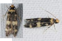 Oegoconia
