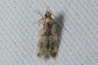 Oegoconia