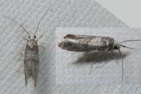Paraswammerdamia nebulella