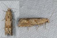 Pelochrista caecimaculana