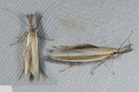 Pleurota aristella