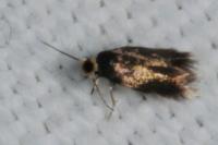 Stigmella