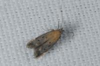 Stomopteryx remissella
