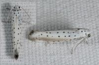 Yponomeuta rorrella