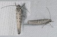 Yponomeuta sedella