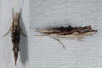 Ypsolopha scabrella