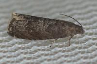 Grapholita funebrana