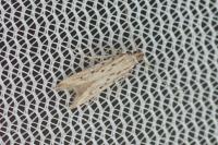 Metzneria hilarella