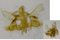 Aethes mauritanica