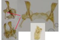 Metzneria hilarella
