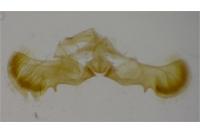 Grapholita funebrana