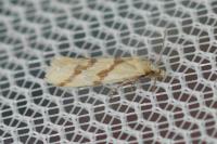 Aethes mauritanica