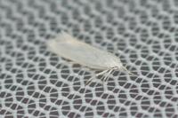 Elachista argentella