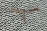 Gypsochares bigoti