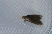 Homaloxestis briantiella
