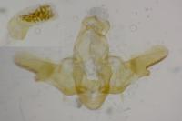Homaloxestis briantiella