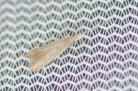 Coleophora flavipennella