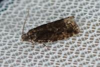 Zeiraphera isertana