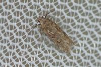 Scrobipalpa salinella