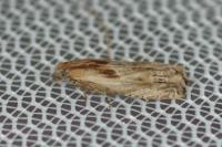Eucosma cana