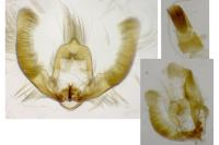 Zeiraphera isertana