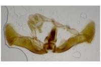 Eucosma cana
