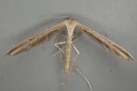 Emmelina monodactyla