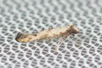Epermenia aequidentella