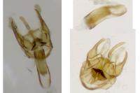 Epermenia aequidentella