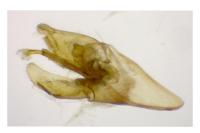 Nematopogon metaxella