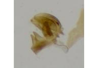 Bucculatrix ulmella