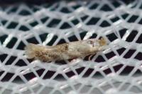 Bucculatrix ulmella