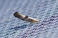 Argyresthia spinosella