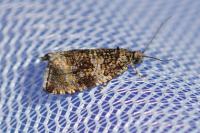 Celypha lacunana