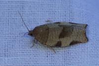 Choristoneura hebenstreitella