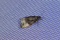 Hedya pruniana