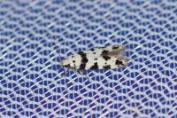 Pseudotelphusa scalella
