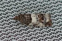 Notocelia trimaculana