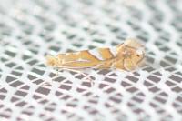 Phyllonorycter belotella