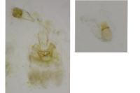 Phyllonorycter belotella