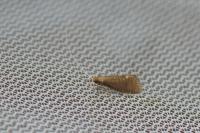 Nematopogon metaxella
