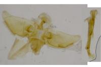 Nematopogon metaxella