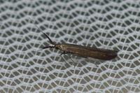 Coleophora mayrella