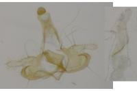 Coleophora mayrella