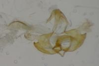 Coleophora alcyonipennella