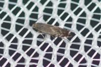 Glyphipterix simpliciella