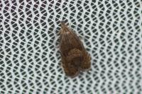 Dichrorampha aeratana