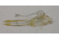 Glyphipterix simpliciella